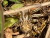 Xysticus sp.